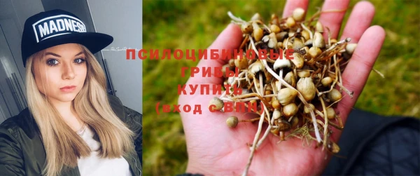 индика Гусев